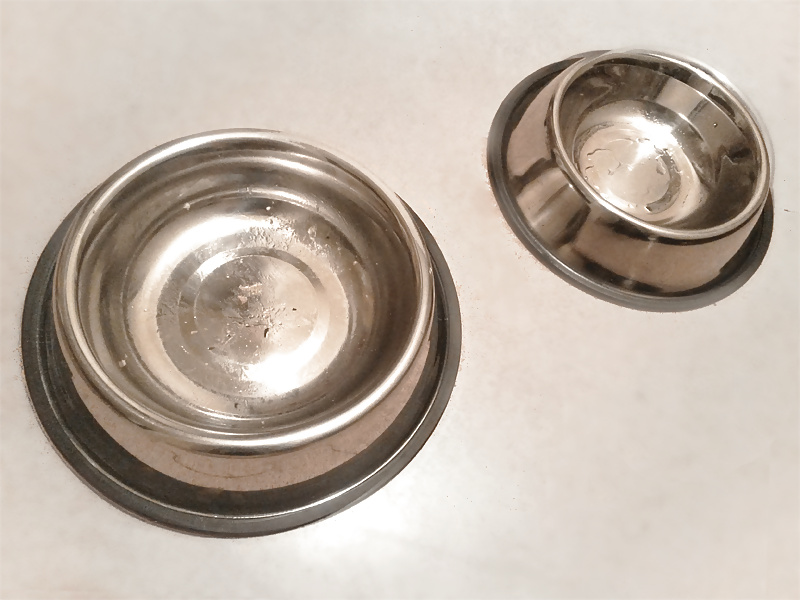 My food in dog-bowls. Petplay porn gallery