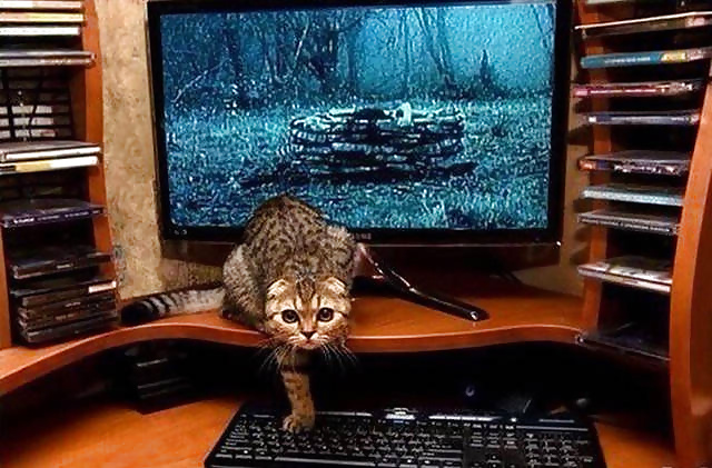 Girls and Diverses 64 porn gallery